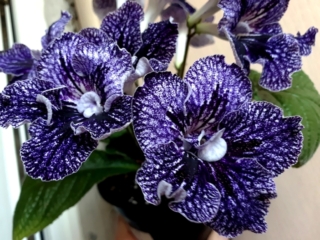 Streptocarpus 'ZM-Mistika' (Z. Metlushko) Large semidouble white with dense purple-blue netting.