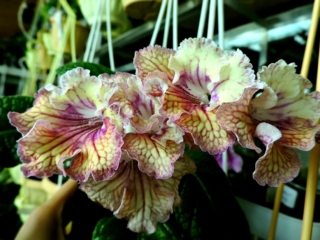Streptocarpus 'ZM-Oranzhevoe Leto' (Z. Metlushko) Lower lobes are orange with red veining, upper lobes are yellow with bright pink streaks on edges.