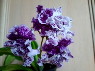 Streptocarpus 'ZM-Persei' (Z. Metlushko) Dense-double white with purple veining.