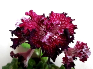 Streptocarpus 'ZM-Serdtse Drakona' (Z. Metlushko) Semidouble red/darker edges. Mini rosette.
