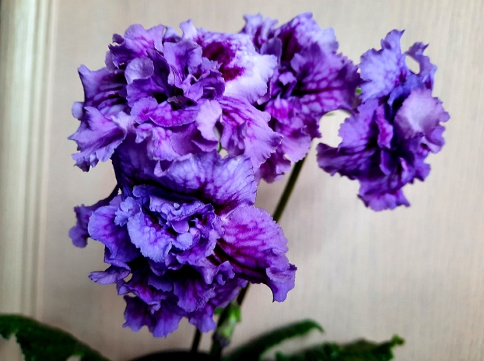 Streptocarpus 'ZM-Sorrento' (Z. Metlushko) Dense-double lilac with purple veining.