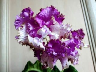 Streptocarpus 'ZM-Tsarevna Liagushka' (Z. Metlushko) Large blooms, upper lobes lilac, lower lobes white, brown-yellow frilled edge.