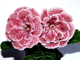 Sinningia speciosa 'EN-Astoriia' (E. Nikolaeva) Large double white/wine-red speckles. Neat rosette, standard