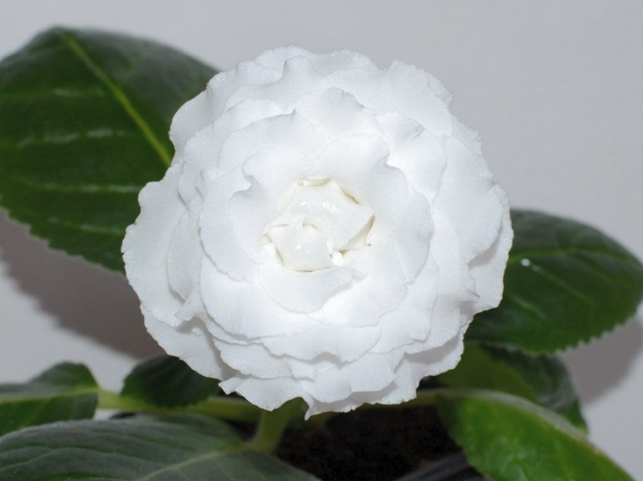 Sinningia speciosa 'N-Belyi Shokolad' (E. Nikolaeva) Large multi-row pure white flowers with the shape of blooms like a rose. Standard