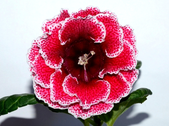 Sinningia speciosa 'EN-Kniazhenika' (E. Nikolaeva) Large double pink-red flowers/crimson speckles, maroon throat, white edge. Neat rosette, standard