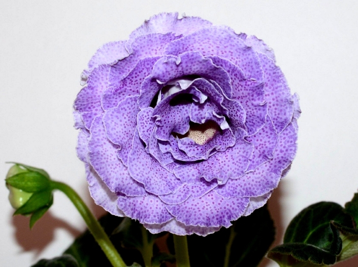 Sinningia speciosa 'EN-Lavandovyi Martini' (E. Nikolaeva) Multi-row pale lilac flowers/pink speckles, yellow throat. Standard