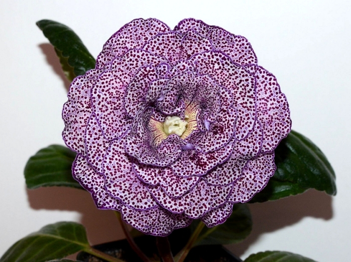 Sinningia speciosa 'EN-Monsen'or' (E. Nikolaeva) Large multi-row lilac flowers, dark cherry speckles, thin dark lilac edge. Standard
