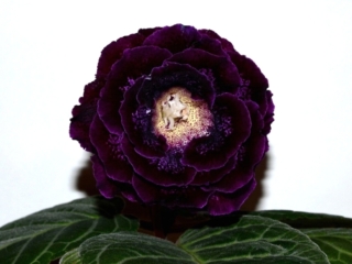 Sinningia speciosa 'EN-Nochnaia Serenada' (E. Nikolaeva) Large double purple flowers of beautiful shape, black-purple band and speckles, thin lilac edge, yellow throat. Neat rosette. Standard