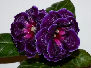 Sinningia speciosa 'EN-Nochnaia Vual'' (E. Nikolaeva) Large double lilac flowers of beautiful shape, purple speckles and band, lilac edge, cherry throat. Neat rosette. Standard