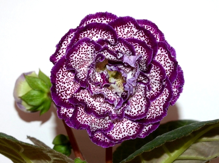 Sinningia speciosa 'EN-Vyshe Neba' (E. Nikolaeva) Multi-row white flowers, purple speckles/band, thin lilac edge, yellow throat. Standard