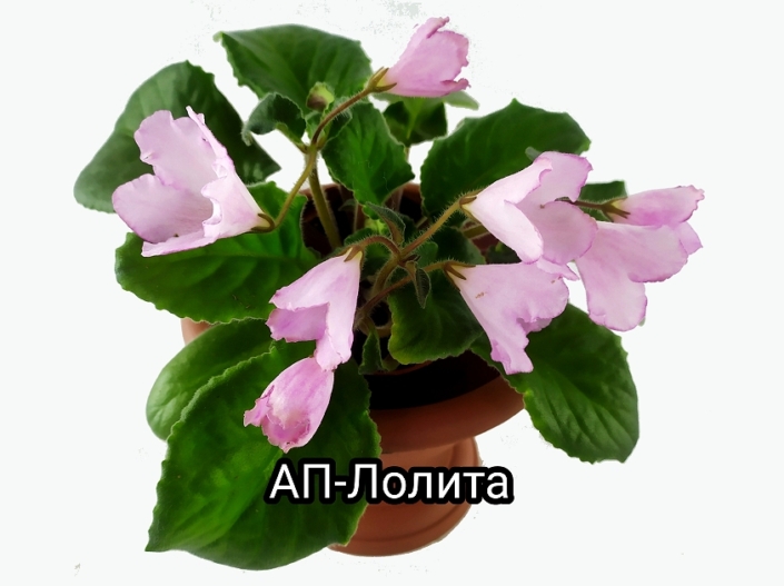 AP-Lolita (A. Pechereeva) Large pale pink bell/thin variable purple edge. Light green, longifolia. Standard