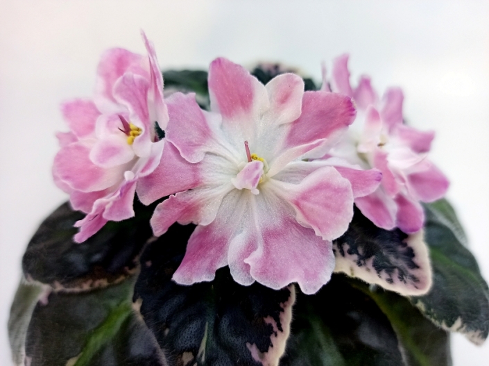 RS-Kukolka (S. Repkina) Large semidouble white/peach splashes. Variegated dark green and pink, quilted. Standard