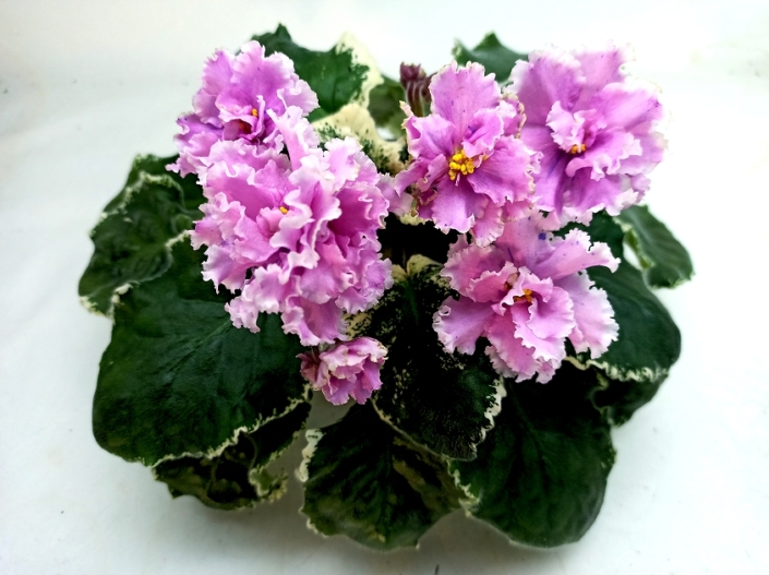 RS-Tanets Tsvetov (S. Repkina) Large semidouble to double bright pink/white frilled edge, occasional blue fantasy. Variegated medium green and white, plain. Standard