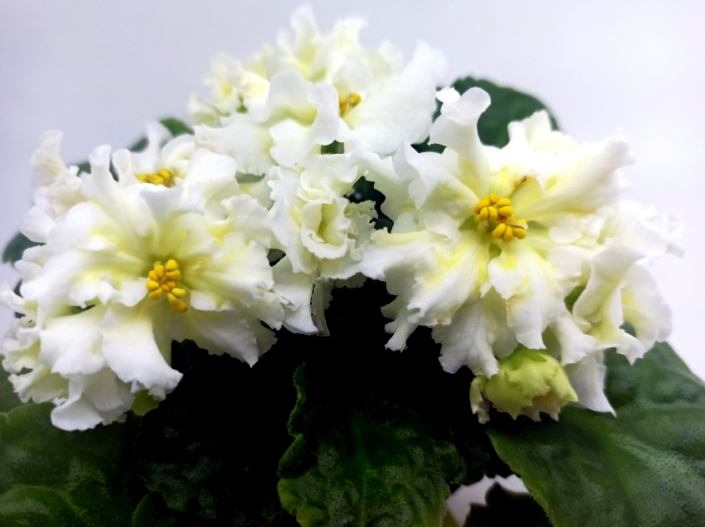 RS-Zolotye Rucheiki (S. Repkina) Large semidouble to double white-yellow frilled. Medium green, quilted, serrated. Standard