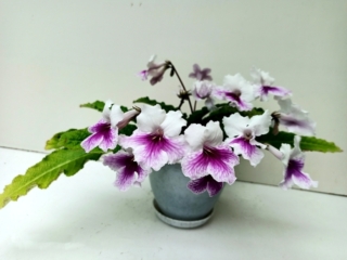 Streptocarpus 'RS-Elen' (S. Repkina) White blooms, fuchsia netting. Semiminiature