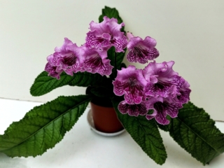 Streptocarpus 'RS-Erika' (S. Repkina) Pink frilled blooms with cherry netting on lower petals. Semiminiature