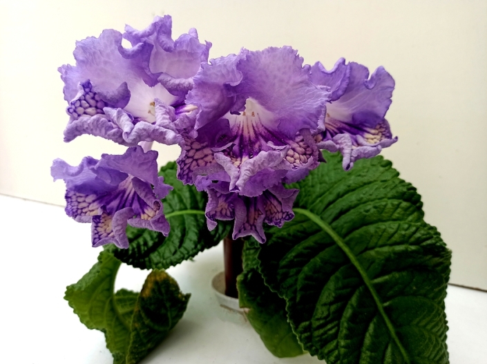 Streptocarpus 'RS-Serfing' (S. Repkina) Huge frilled blooms/lilac upper lobes lilac-yellow lower lobes with purple netting. Large standard