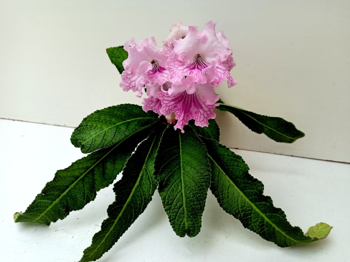Streptocarpus' RS-Simona' (S. Repkina) Large pale pink blooms/raspberry netting on lower lobes. Standard