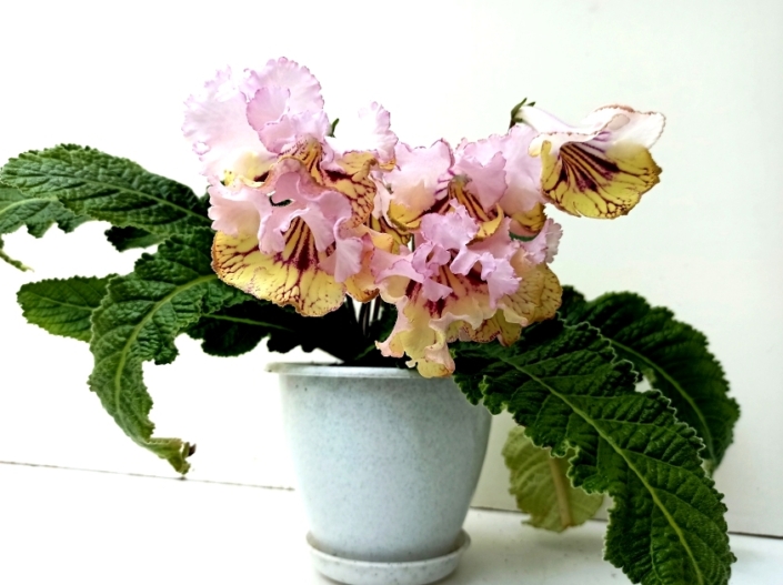 Streptocarpus 'RS-Tsvet Iantaria' (S. Repkina) Large blooms, pale pink upper lobes, yellow lower lobes with cherry netting. Standard