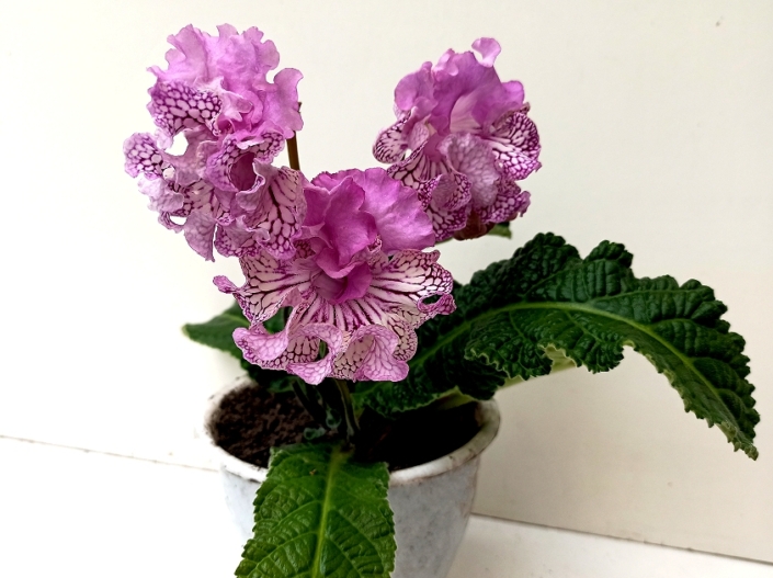 Streptocarpus 'RS-Vikontessa' (S. Repkina) Large semidouble frilled blooms, pink upper lobes, pale pink lower lobes with cherry netting. Standard