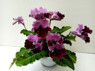 Streptocarpus 'RS-Zaznaika' (S. Repkina) Pink upper lobes, raspberry lower lobes. Semiminiature