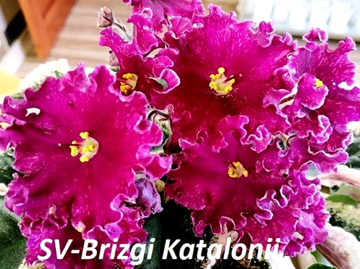 SV-Bryzgi Katalonii (S. Suvorova) Large raspberry cupped stars/white fringed edge, pink fantasy. Variegated medium green and pink, plain. Standard