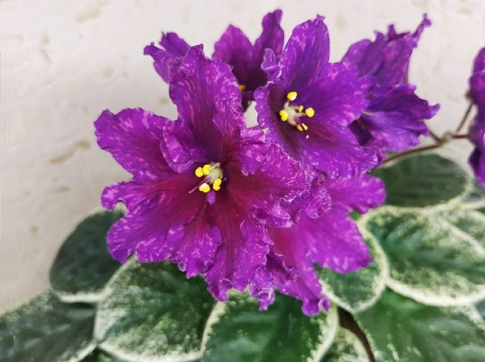 SV-Magicheskaia Illusiia (S. Suvorova) Large single to semidouble purple cupped star/ darker center, pink fantasy. Variegated medium green and white, plain. Standard