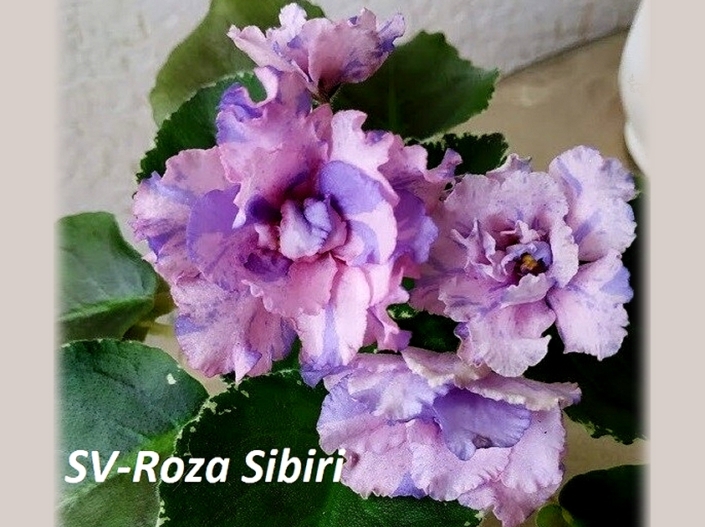 SV-Roza Sibiri (S. Suvorova) Large pink-lilac star/blue fantasy. Variegated medium green and white, plain. Standard