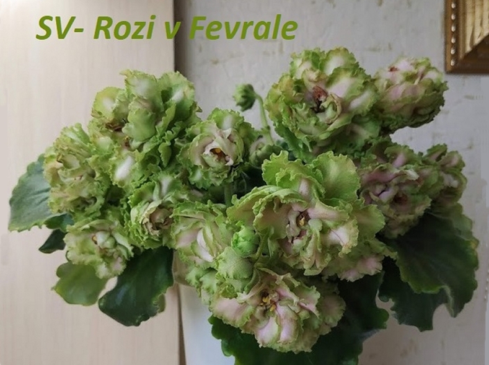 SV-Rosy v Fevrale (S. Suvorova) Large double green star/pink center. Medium green, wavy. Standard