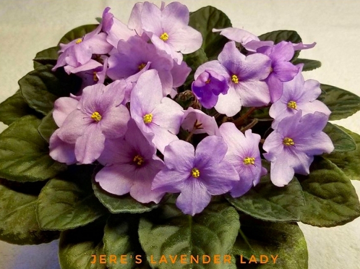 Jere's Lavender Lady (J. Trigg) Single lavender star. Dark green, quilted, heart shape. Standard
