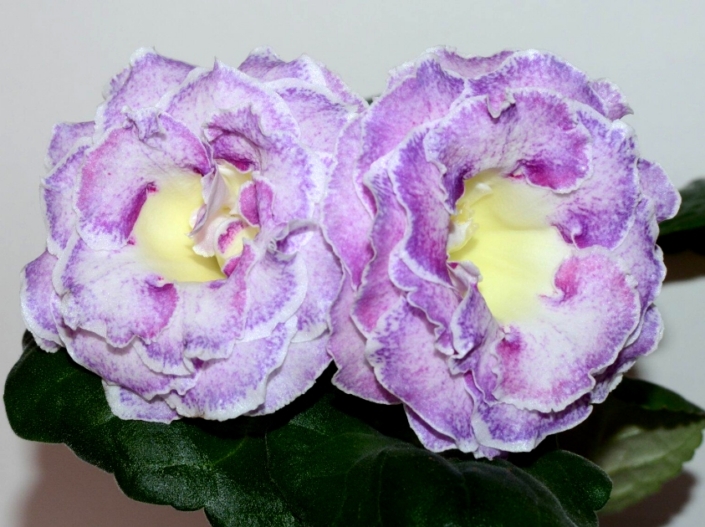 Sinningia speciosa 'EN-Alexandriia' (E. Nikolaeva) Large multi-row white/pink-lilac speckles, lemon throat, lilac band, white edge. Neat rosette, standard