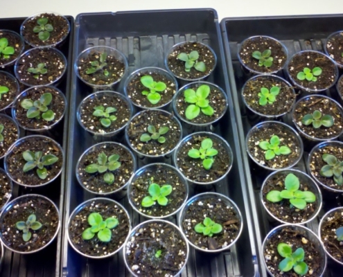 Seedlings in Solo cups PC Jere Trigg