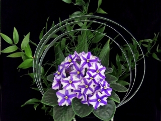 75th Anniversary Celebration