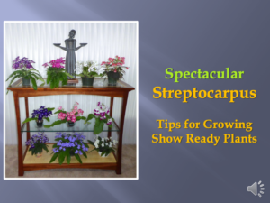 Spectacular Streptocarpus Video Title