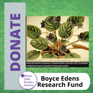 Donate AVSA Boyce Edens Research Fund graphic with illustration of Saintpaulia ionantha