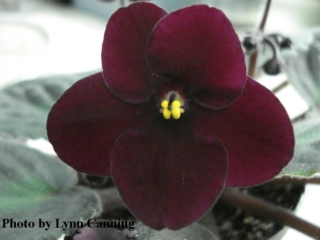 LC's Raspberry Red (L. Canning) Single dark raspberry red sticktite pansy. Medium-dark green, quilted, scalloped/variable red back. Standard