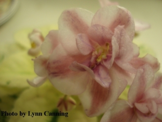 LC's Sunset (L. Canning) Semidouble chimera white pansy/blue-fantasied light maroon stripe. Crown variegated light green, yellow and beige, ovate. Semiminiature
