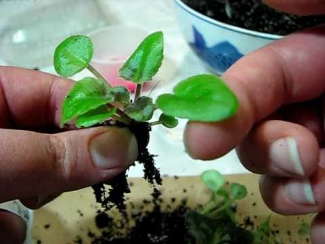 Repotting, Leaf Starts