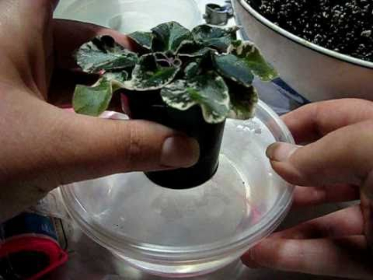 Wick Watering African Violets