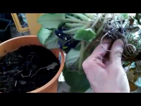 Repotting African Violet Using Decapitation