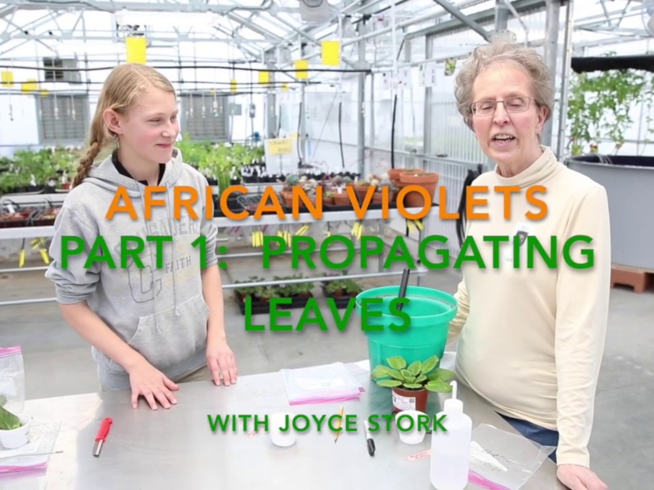 Propagating African Violet Leaves