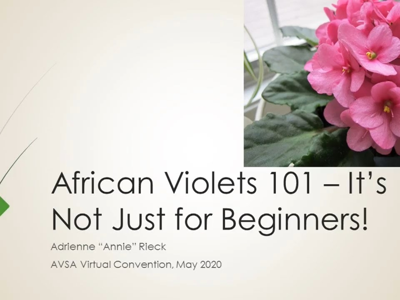 African Violet Basics