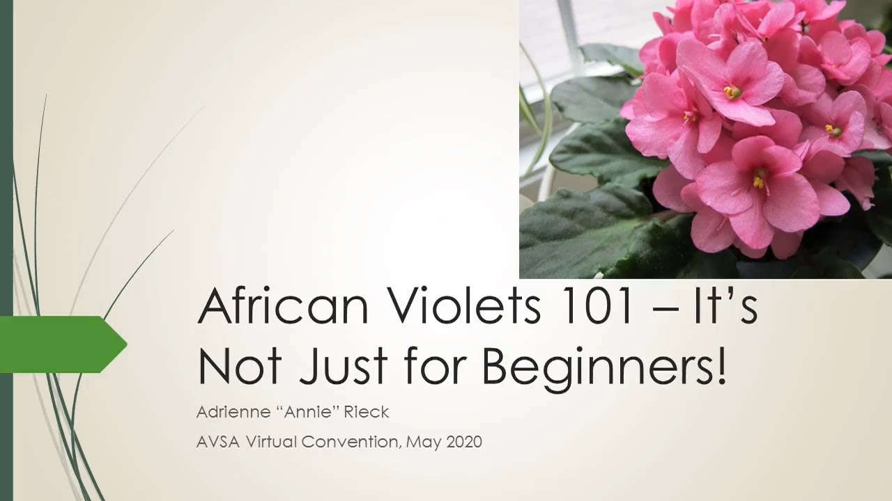 African Violet Basics