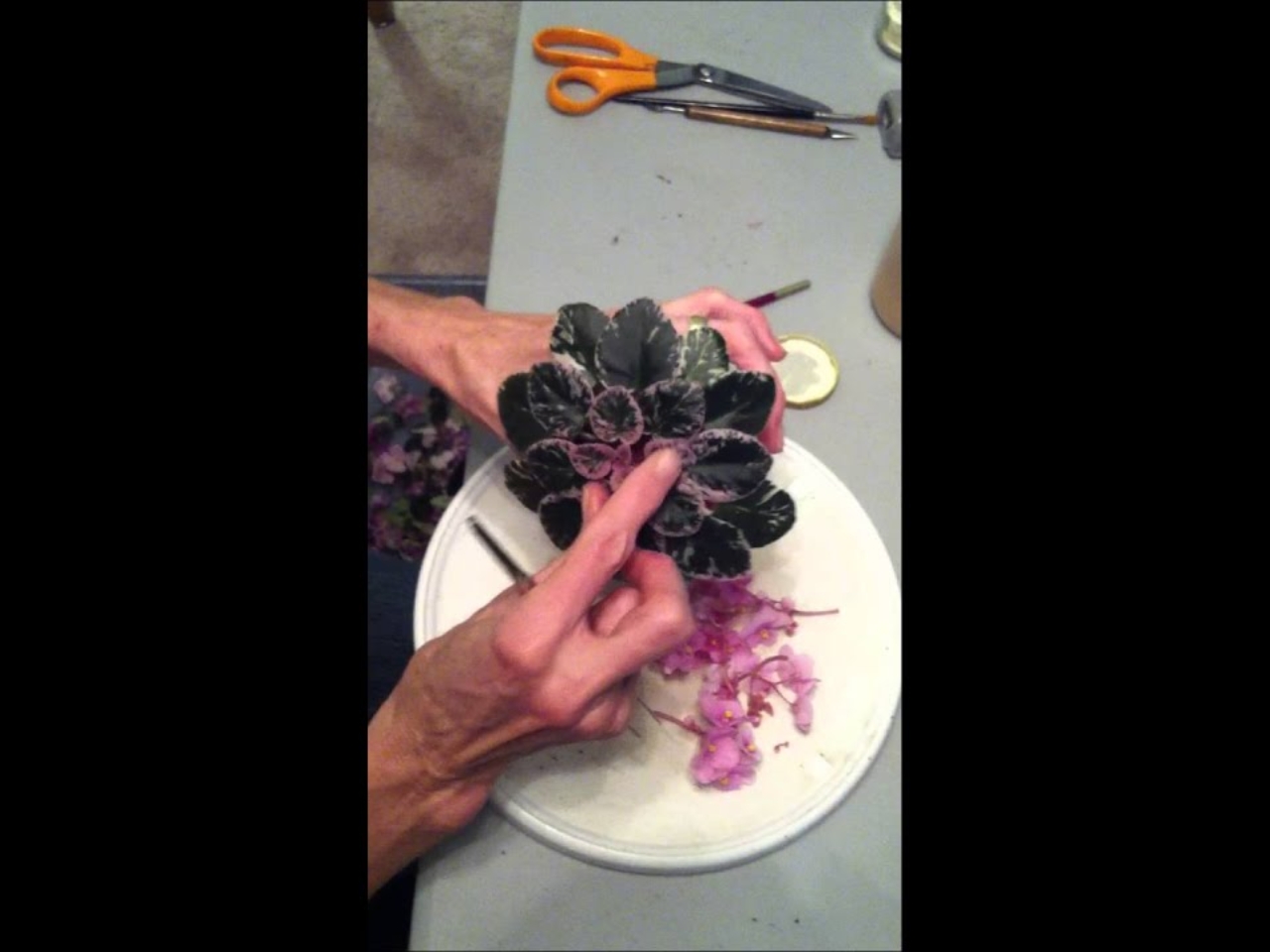 Grooming African Violets
