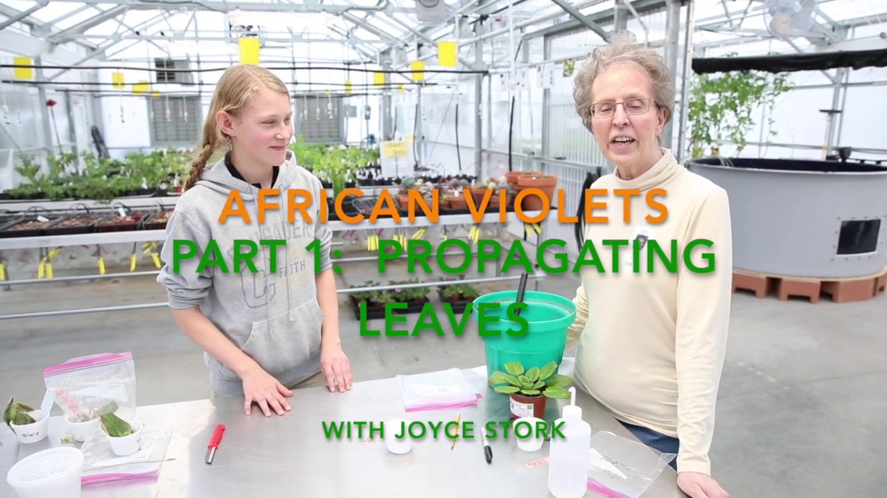 Propagating African Violet Leaves