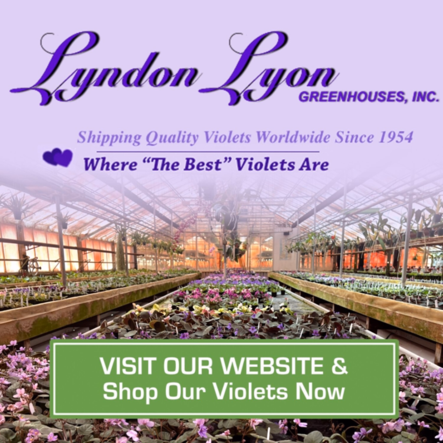 Ad for Lyndon Lyon Greenhouses